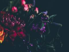 [세포신곡/하루키 드림] 직장 동료한테 고백했는데 갑자기 도망쳐버렸어