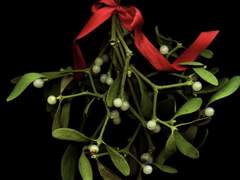 슈뢰딩거의 짝사랑 3 - 끝