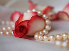 첫째 粉紅빛 眞珠