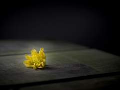 [라이트/이별] 세포신곡, Unspoken Range of Reiji Language (레이지 드림) (4p)