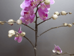 [왕샤오]호접란 02