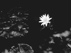 재미있는 소리를 하네.