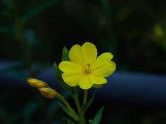 [몽키키드] 여름에 노란 꽃이 밤에만 핀다 上