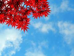 [종려소] 사계(四界) 5