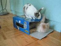 세상에서 가장 사랑스러운 맹수 2