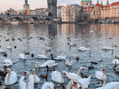 프라하를 방문하기 전에 알아야 할 사항