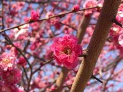 시해자를 위하여(화산귀환)