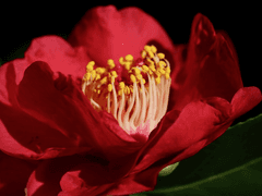 [백천청명] 비파만취