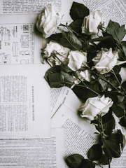 낙하 반작용의 법칙