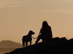 말하는 건 사람이고 짖는 것은 개요