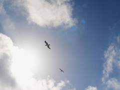 바람은 자유이다 스카라무슈(방랑자) / 벤티