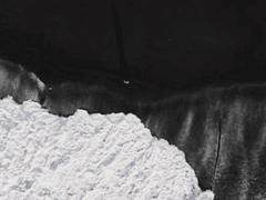 고덴 쟈르티코 / 36 / 레드혼