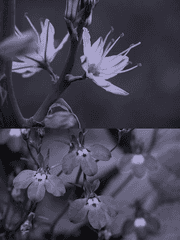 아스포델 그리고 로벨리아