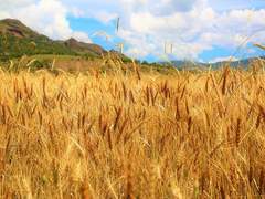 ◀이예솔/3학년/토끼인수▶