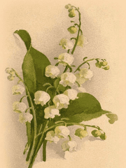 Lily of the valley