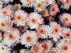 [세포신곡/하루우츠 미드소마 au] 선악의 유전 1