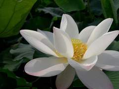 산소 등에 꽃이 피었다.