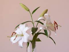 2. White Lily