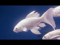 [마이타케]그의 시간은 사라져 갔다.