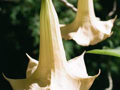 <풀 패덤 파이브> 표지 및 소제목