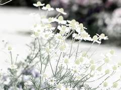 업보와 굴레 § 기도와 기회