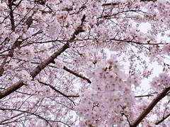 [시화노을] 비녀