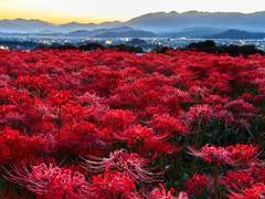 바라승아제波羅僧揭諦