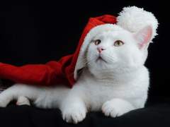 [카라오소]크리스마스