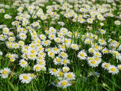 데이지의 꽃말은,