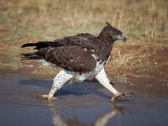 12. 잔점배무늬수리(Martial eagle)