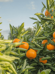 [월간두요] 오래된 연인