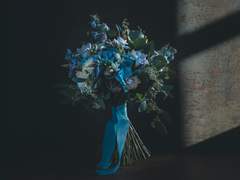 이제 막 피어난 달맞이꽃