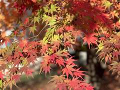 ① 네리아가 좋은 이유