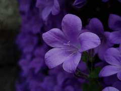 [Request] 비올레타_IZ*ONE