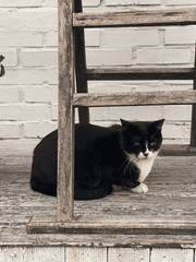 커미션 신청 가이드