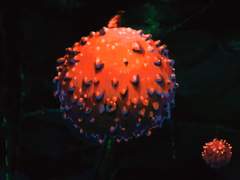 타레스가 신정수를 손에 넣게 된 경위에 대한 망상썰