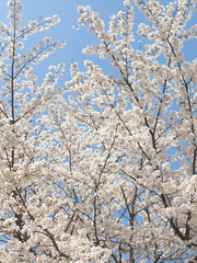 [카사네X유리가면] 기만의 미학