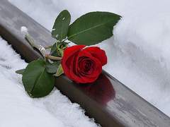 여전히 사랑하는 당신에게