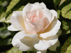 공작은 흔들리는 수풀을 향해 활시위를 당겼다 4