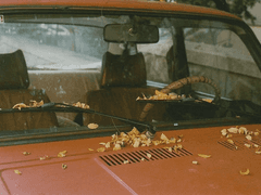 이름을 알게 되는 일 上