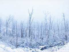 순결의 악(惡)이 피어올라서