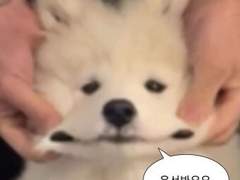 말랑말랑불좋아해요아기강아띠에 관해...