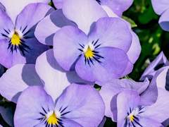 카네모토 코우토 . 남자. XY