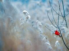 낙엽 잃은 나무