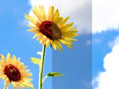 배경 소재 무료 소스 배포