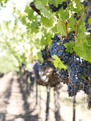 I am a vine and you are the branches