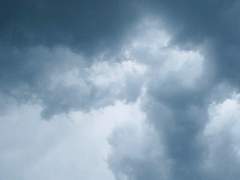 해를 보지 못한 해바라기