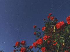 마른 장미가 휘날리고,