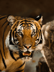 백호로 살아간다는것은