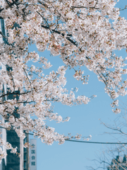 이런 게 청게일까요?